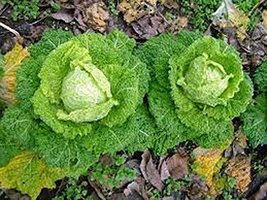Cabbage Seed, Charleston Wakefield, Heirloom, Non GMO, 100 Seeds, Tasty Healthy  - £2.36 GBP