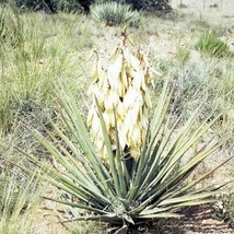 Yucca Baccata Banana Yucca Garden Plant Seeds 10 Seeds Fresh USA Fast Shipping - - $18.99