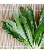 500+ Culantro Seeds - $12.98