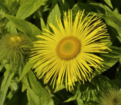 10 Pc Seeds Inula Magnifica Flower Plant, Elecampane Magnificent Seeds | RK - $25.20