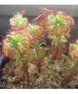 Sundew Varieties Garden, 100 Seeds - $14.19