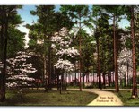 Cervo Park Pinehurst Nc Unp Mano Colorato Fototipia Cartolina W17 - $8.14