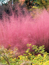 Pink Muhly Grass Garden USA Seller - £15.86 GBP