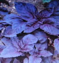 100 Seeds Dark Opal Basil Rapid Garden Setup with Heirloom Seeds - $8.35