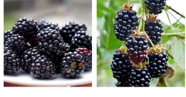 1-2 yr Old - 2 Arapaho Blackberry Live Plants - Pruned &amp; Ready for Planting - £60.54 GBP