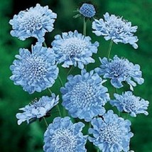 25 Light Blue Pincushion Scabiosa Perennial Flower Seeds Gardening USA Shipping - £7.93 GBP