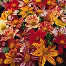 BPA 50 Seeds Early Bird Dahlia Mixed Colors FlowerFrom USA - £7.91 GBP