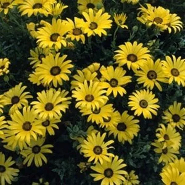 50 Seeds African Daisy Yellow - $9.85