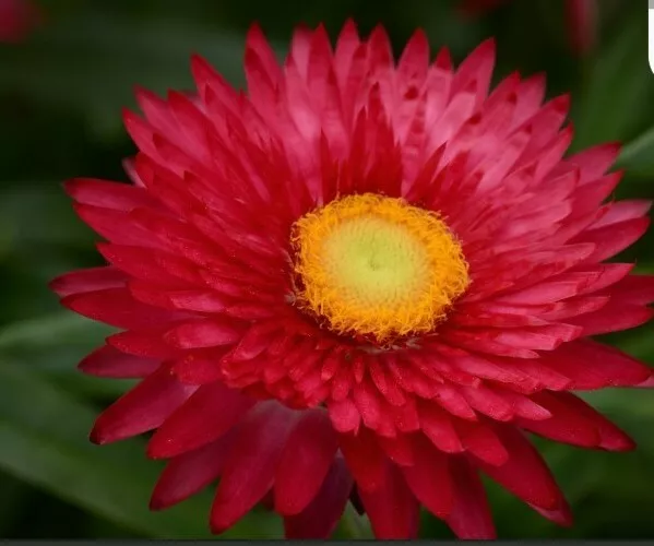 Helichrysum Scarlet Flower 50 Seeds - £7.55 GBP