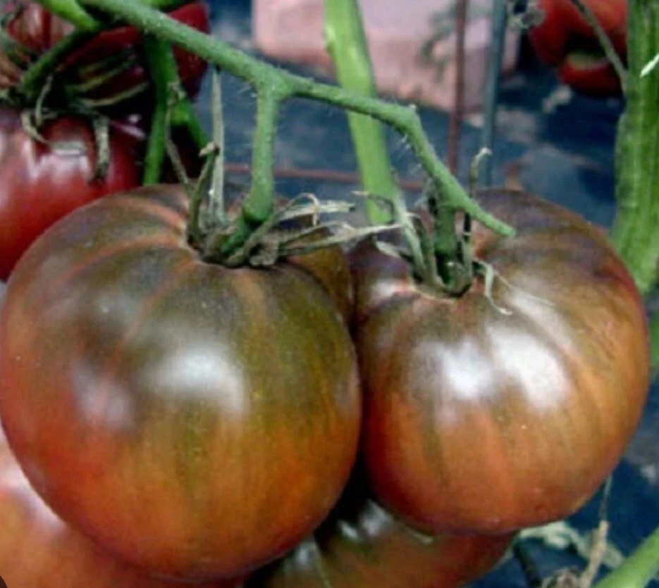 Tomato 25+ Fresh  Seeds - Black Cherry (Organic) Non-GMO Heirloom  - $8.34
