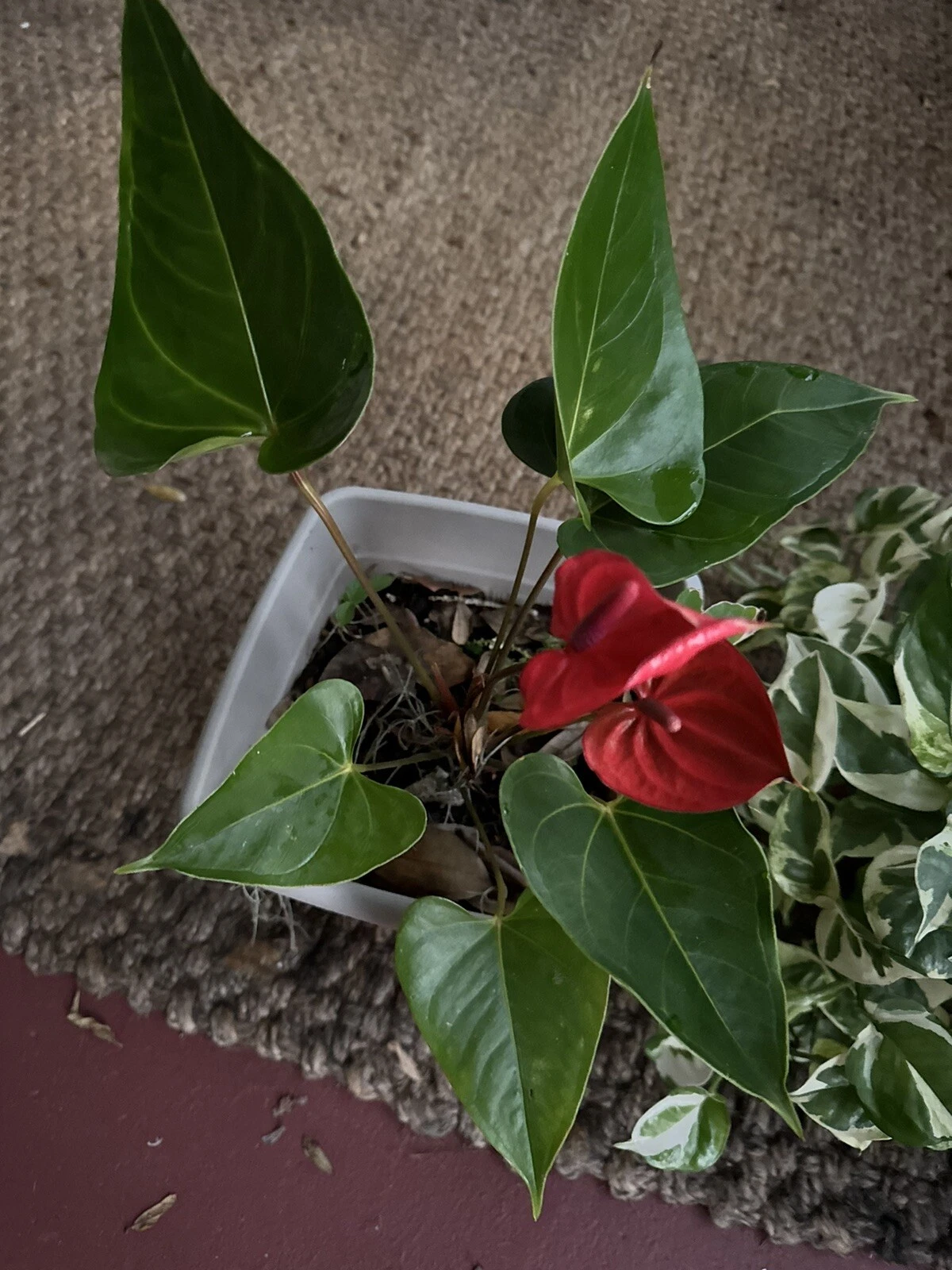 Hawaiian Red Anthurium - $28.81