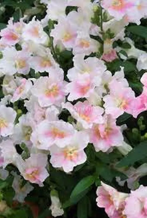 Toadflax Flower Mix Baby Snapdragon 500 Fresh Seeds - £6.29 GBP