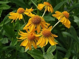 Fresh 50+ Helenium Hoopesii Golden Flower Seeds Perennial - $6.90