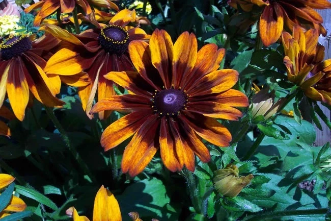 NEW 30+ RUDBECKIA CAPPUCCINO FLOWER SEEDS / PERENNIAL - $14.61