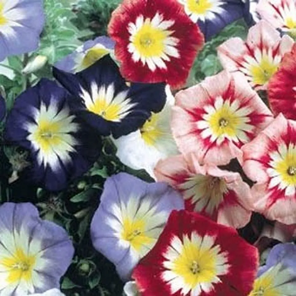 Morning Glory Ensign Mixed Colors 50 Seeds From USA - £6.66 GBP