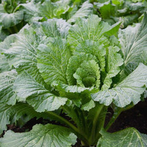 500 Michihili Chinese flat Cabbage Seeds for Planting US Seller Fast Shipping - £4.11 GBP