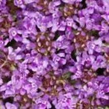 2,000 Creeping Thyme Seeds  Dwarf 6 Inch Variety.Beautiful Blooms  Non-GMO  - £9.42 GBP