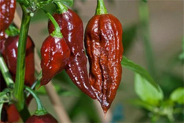 25 Seeds Bhut Jolokia Chocolate Pepper Vegetables Edible Beautiful Garden Fresh  - $12.49