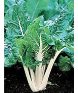 SWISS CHARD, LARGE WHITE RIBBED, HEIRLOOM, ORGANIC 25+SEEDS, TASTY CRISP... - £1.99 GBP