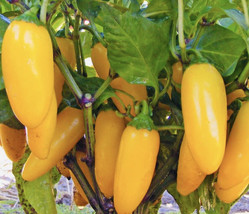 Yellow Jalapeño Pepper Seeds Harvest Fresh Gardening USA Shipping - $6.99