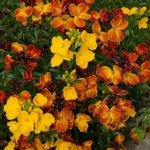 English Wallflower 300 Seeds Free Shipping - $76.02 MXN