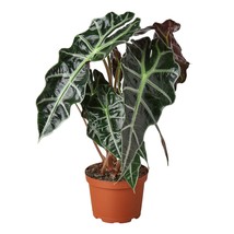 Alocasia Polly 'African Mask'-4" Pot - $658.84 MXN