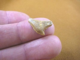 (s343-60) Extremely Rare 5/8&quot; Fossil Tiger Shark Galeocerdo Tooth from M... - £7.49 GBP