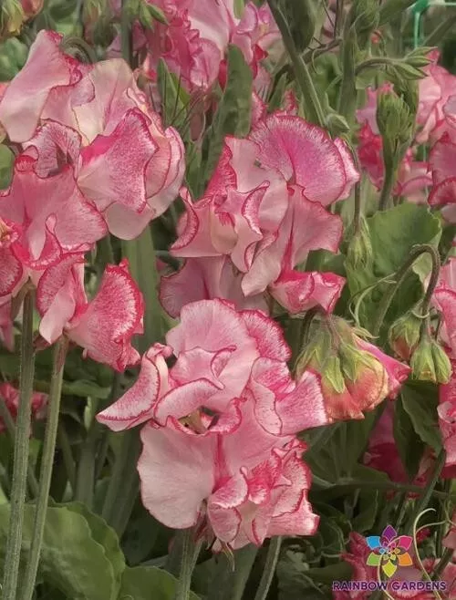 50 Marie&#39;S Melody Semi-Dwarf Sweet Pea Seeds Gardening USA SHIPPING - $12.96