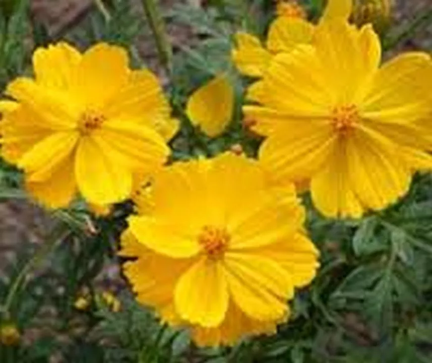 100 Seeds Cosmos Yellow Or Gold Seller USA - $9.85