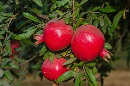 Pomegranate - &#39;Wonderful&#39; - Punica granatum - Actively Growing Live Plant - £32.12 GBP