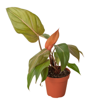 Philodendron &#39;Summer Glory&#39;-6&quot; Pot - $49.01 CAD