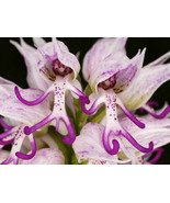 Naked Man Orchid Purple White Flower Bush Perennial Shrub 150 Seeds - £7.28 GBP