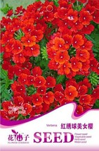  Blood Red Verbena Flower 1 30 Flowers #A183 Seeds - £4.74 GBP