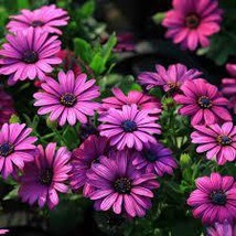 “ 100 PCS Colorful Osteospermum Seeds - Mixed Purple Yellow Red Green Orange ect - £11.92 GBP