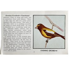 Evening Grosbeak Bird Print 1931 Blue Book Birds Of America Antique Art ... - $19.99