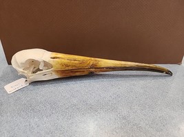 NK67 African Wood Stork (Mycteria Ibis) Bird Skull Taxidermy - £154.28 GBP