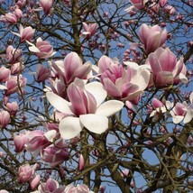 Sikkim Magnolie - Magnolia campbellii - Campbell&#39;s magnolia - 5+ seeds W... - £2.38 GBP