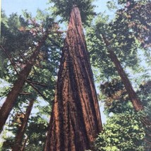 Redwood Highway California Founders Tree Worlds Tallest Vintage Postcard - $9.95