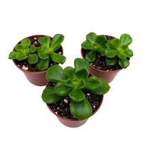 Echeveria Emerald Ripple, 2 inch Set of 3, Garden Succulents Tiny Mini P... - £14.78 GBP