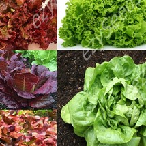 Fast Ship USA Seller Gourmet Salad Blend Lettuce - $5.76