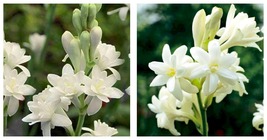 NEW Polianthes Tuberose fragrant Double White, The Pearl Pint Plant - £31.37 GBP