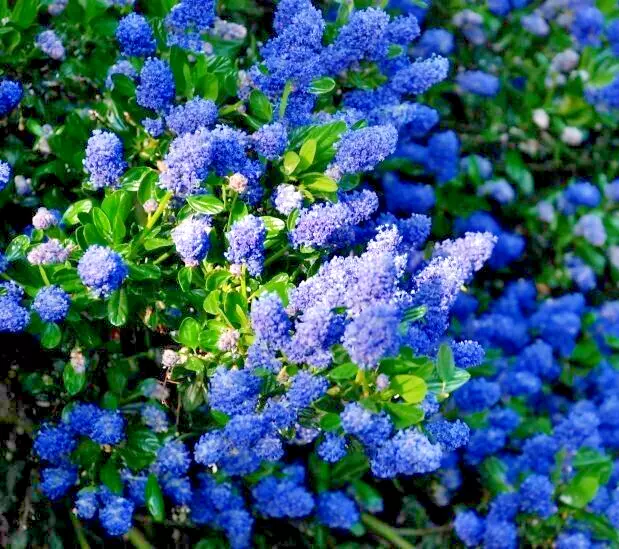 Ceanothus CALIFORNIA LILAC 3 Unrooted 6&quot; Live Flower Plant Cuttings Shru... - $27.00