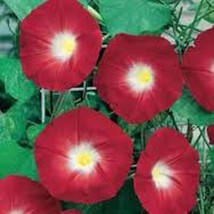 Scarlet O&#39; Hara Morning Glory Seed 100+ Seeds Organic, Season Long Flowers - £6.24 GBP