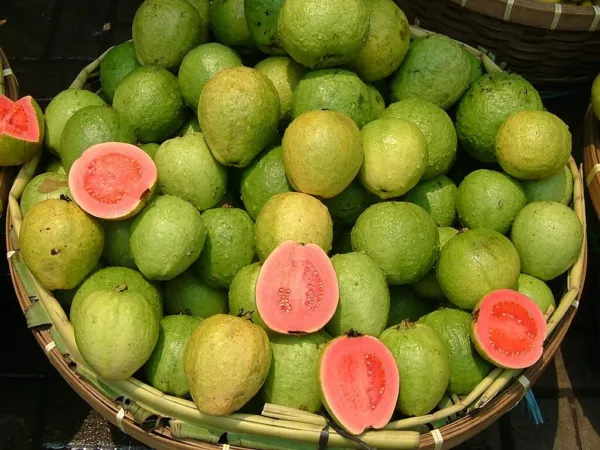 10 Pink Guava Seeds Psidium Guajava Fresh Garden - $8.98