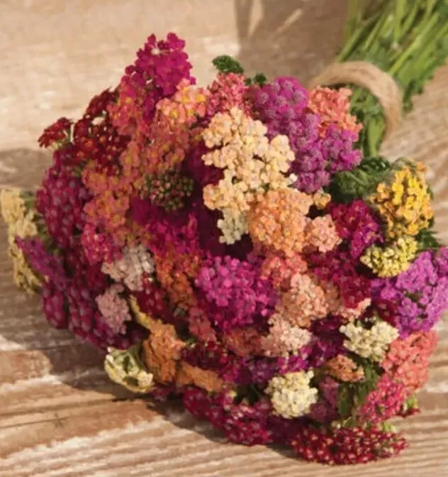 RAFH 50 Yarrow Colorado Mix Seeds USA Seller - £7.27 GBP