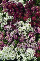 Alyssum Easter Bonnet Series Garden Us Seller - £5.30 GBP