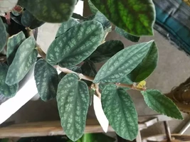 Polynesian Ivy - Satin Pellionia Pulchra - Variegated Low Light House Plant - $17.00
