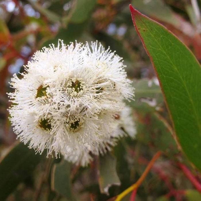 Eucalyptus Alpina Grampians Gum 20 Seeds Fresh Gardening - $16.42
