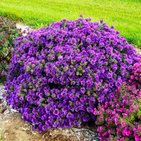 Primary image for 10 Perennial Organic Aster Grape Crush Plants Flowers Herbs Vintage Heirloom