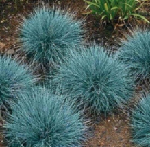 50 Pc Seeds Festuca Fescue Blue Plant, Oramental Grass Seeds for Planting | RK - £11.56 GBP